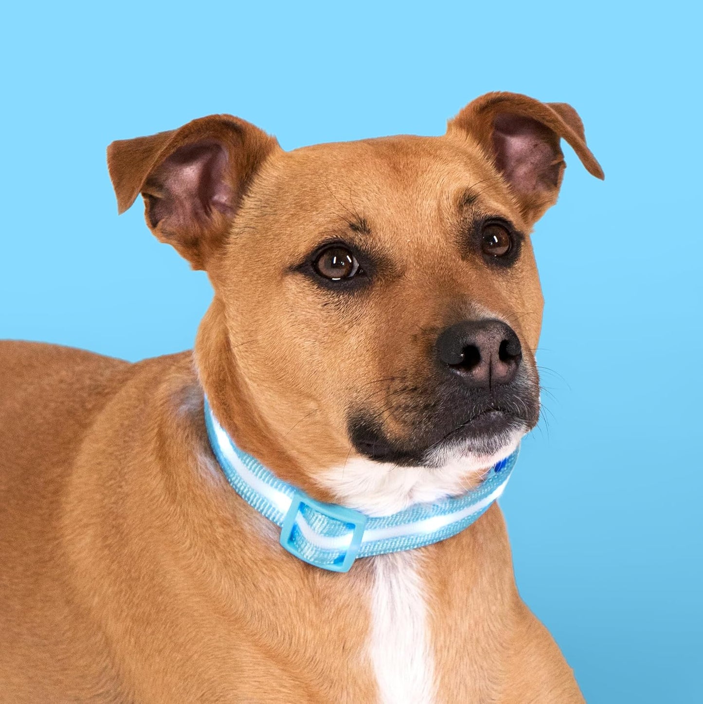 High-Visibility LED Safety Dog Collar – Waterproof & USB Rechargeable